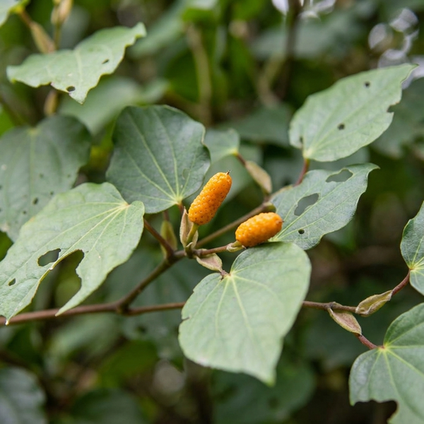 Kawakawa Extract 