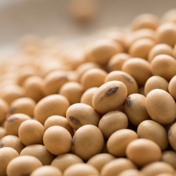 Soya Bean 